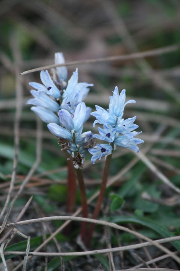 Bellevalia hyacinthoides